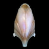 Markel Batwing Princess Slip Shade in Iridescent Caramel - Image 3
