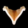 Markel Batwing Princess Slip Shade in Iridescent Caramel - Image 4