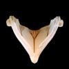 Markel Batwing Princess Slip Shade in Frost with Tan Highlights - Image 4