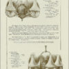 Angle Lamp Three Book Set By J.W. Courter - Image 5